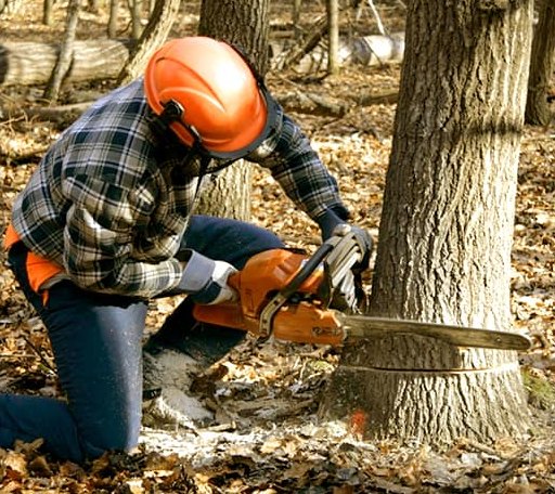 Tree Removal in New London, OH